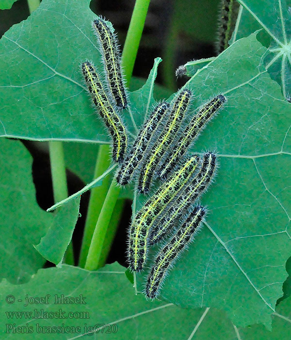 Mlynárik kapustový Pieris brassicae