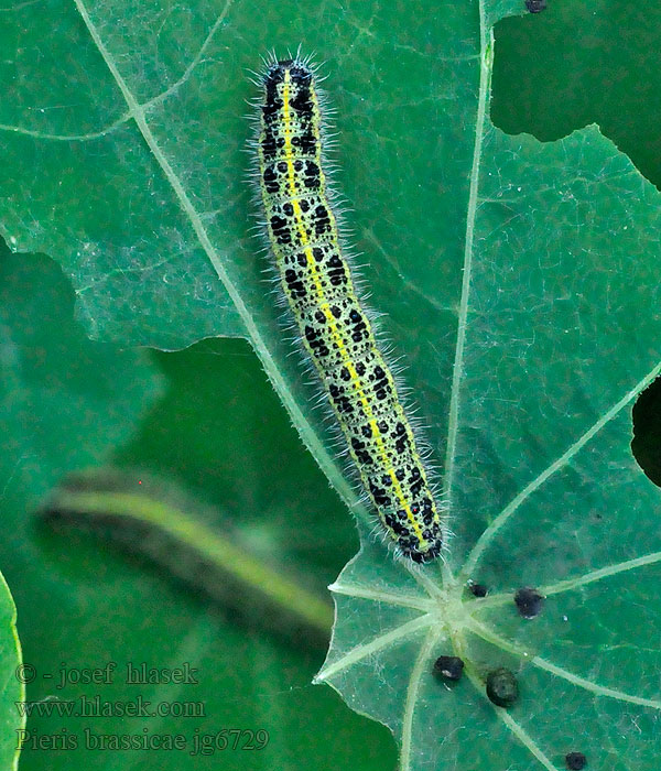 Kohlweißling Bielinek kapustnik Pieris brassicae