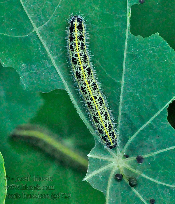 Kohlweißling Bielinek kapustnik Pieris brassicae