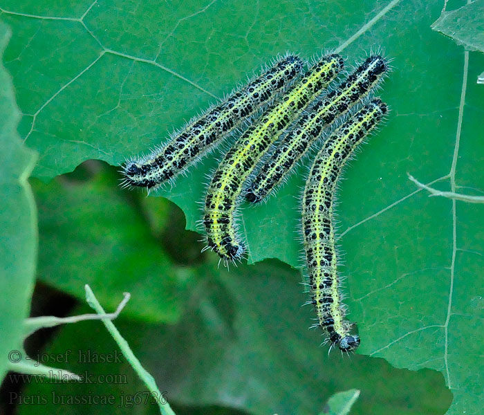 Káposztalepke Großer Pieris brassicae