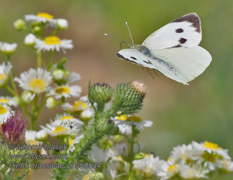 Blanca Col Kalfjäril Pieris brassicae