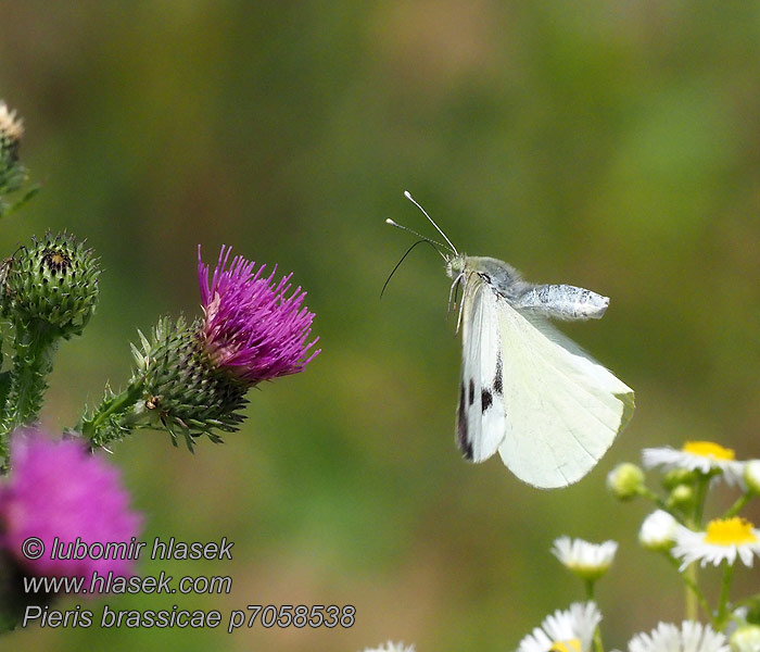 Stor kalsommerfugl Kaaliperhonen Pieris brassicae