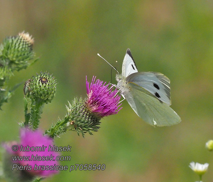 Groot koolwitje Капустница Kupusov bijelac Pieris brassicae