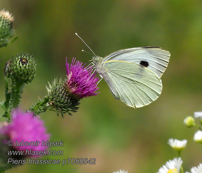 オオモンシロチョウ 배추흰나비 Pieris brassicae