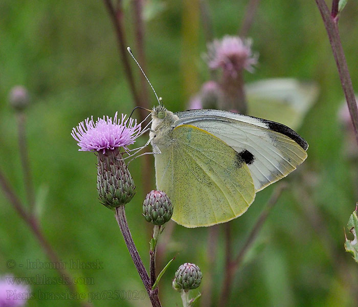 Pieris brassicae