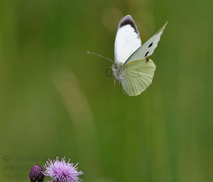 Pieris brassicae