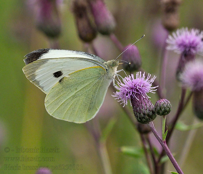 Pieris brassicae