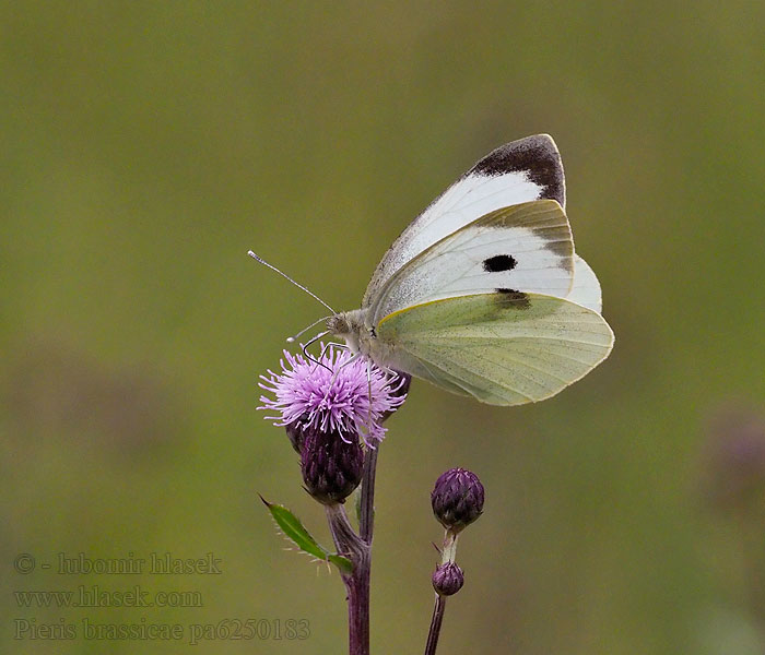 Pieris brassicae