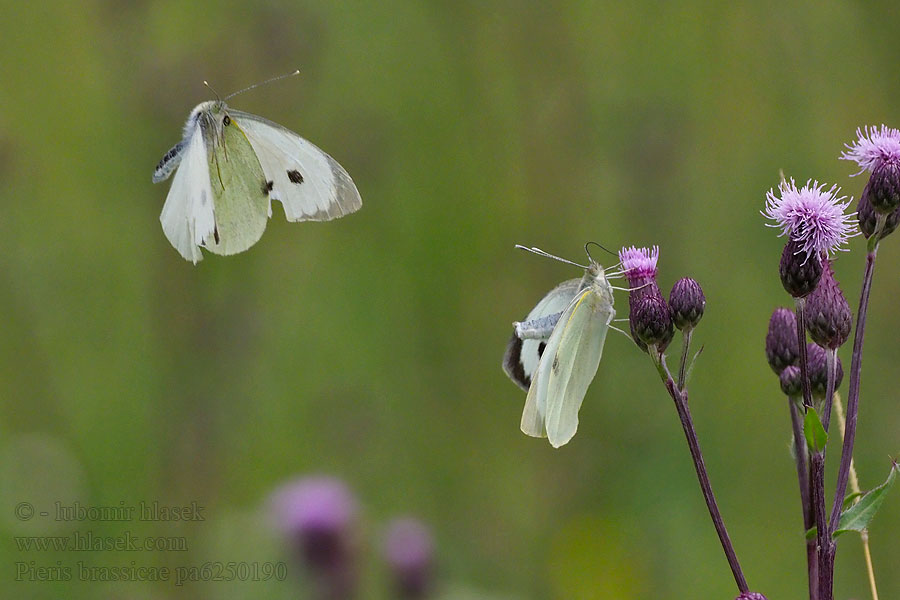 Pieris brassicae