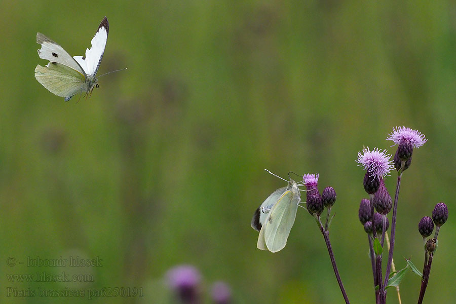 Pieris brassicae
