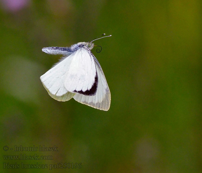 Pieris brassicae