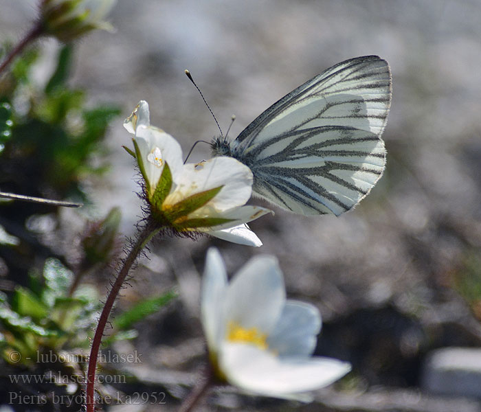 Pieris bryoniae Bělásek horský Bergweißling Dark-veined White