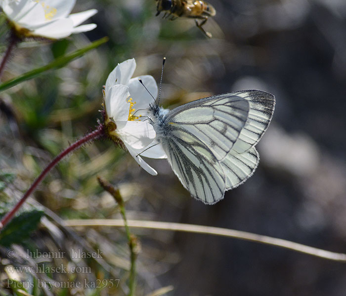 Pieris bryoniae Mlynárik horský Piéride l'arabette