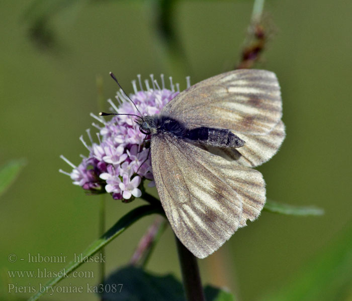 Pieris bryoniae Berg geaderd witje Hegyi fehérlepke