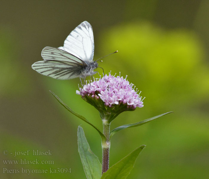 Pieris bryoniae Bělásek horský Bergweißling