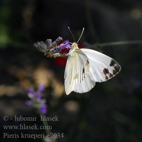 Pieris krueperi Krueper's Small White Green-banded Idänlanttuperhonen Schildzaadwitje Piéride l'alysson Krüpers Weißling Krüper'in beyaz meleği