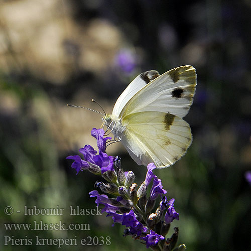 Pieris krueperi Piéride l'alysson Krüpers Weißling Krüper'in beyaz meleği Krueper's Small White Green-banded Idänlanttuperhonen Schildzaadwitje