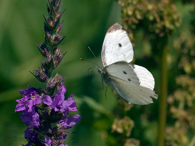 Blanca verdinervada Rapsfjäril Rapssommerfugl Lanttuperhonen Pieris napi