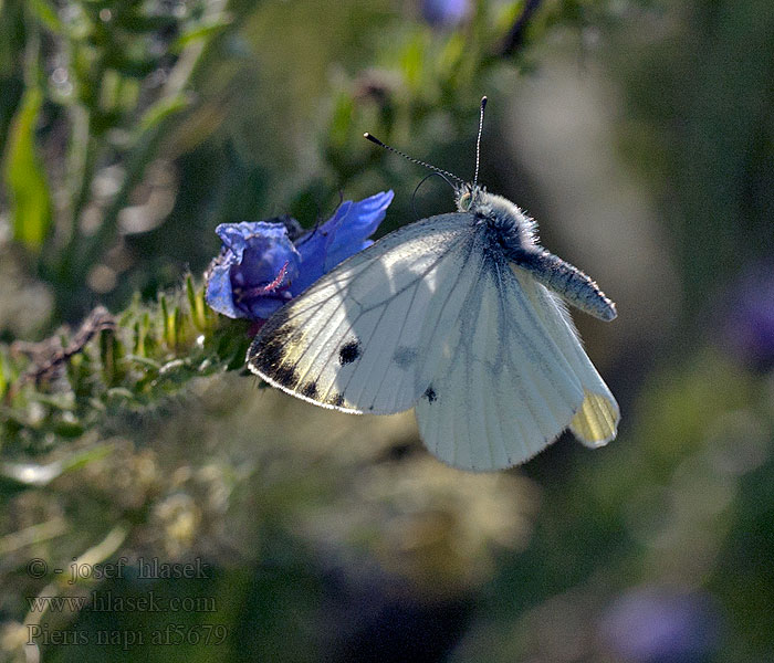 Bělásek řepkový Pieris napi