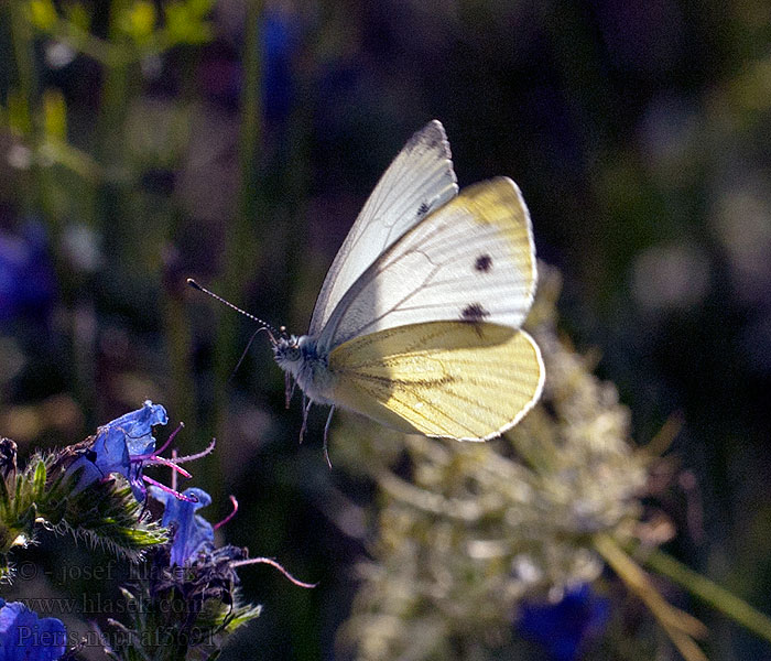 Bielinek bytomkowiec Mlynárik repkový Pieris napi