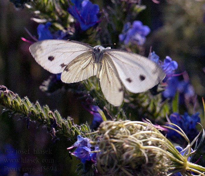 Navet Repcelepke Heckenweißling Rapsweissling Pieris napi