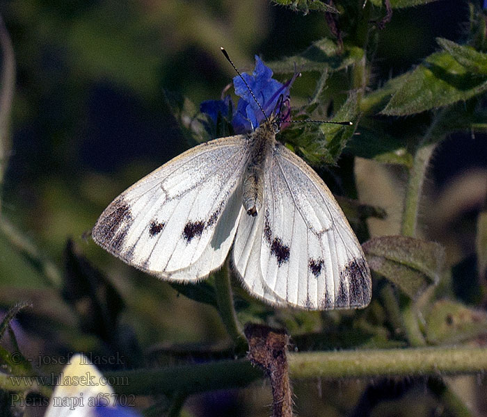 Artogeia Green-veined White Piéride Pieris napi