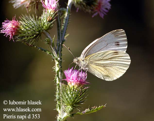 エゾスジグロシロチョウ  Pieris napi Artogeia