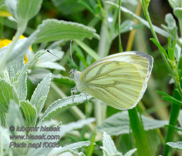 줄흰나비 Pieris napi Artogeia