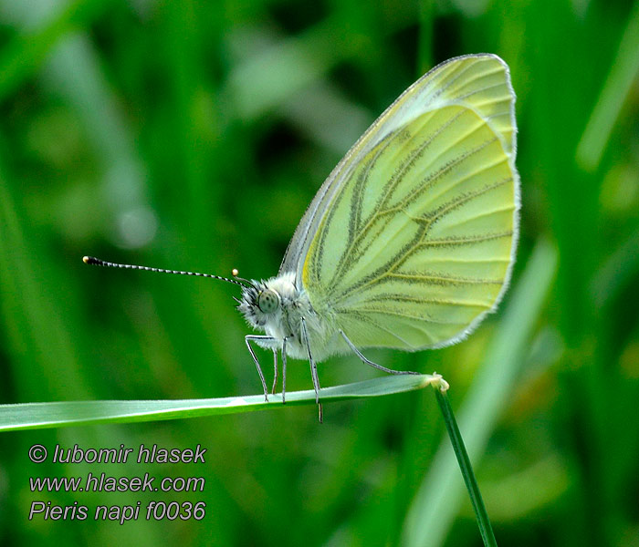 Repični belin Pieris napi Artogeia