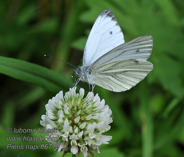 Yalancı Beyaz Melek білан бруковий Pieris napi Artogeia