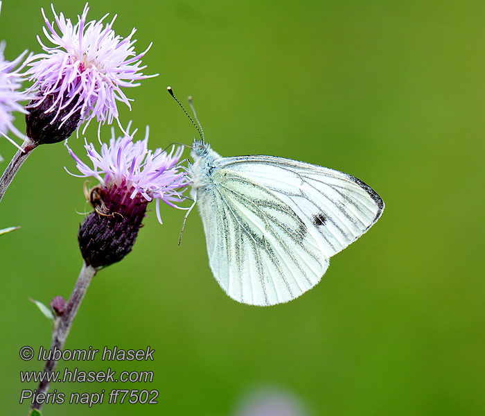 Bělásek řepkový Pieris napi