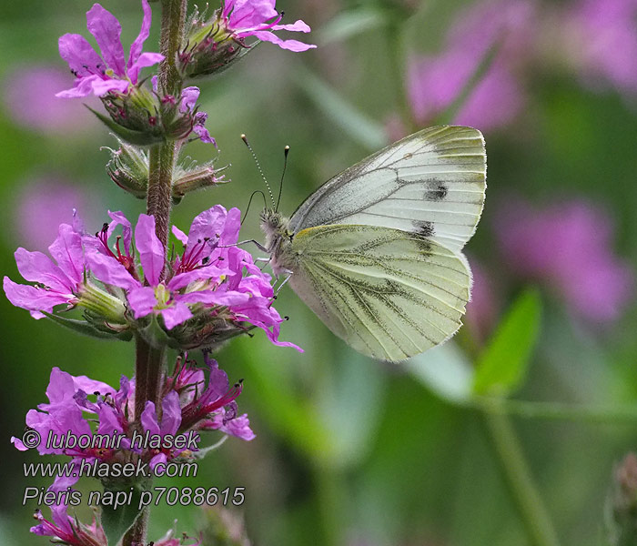 Pieris napi