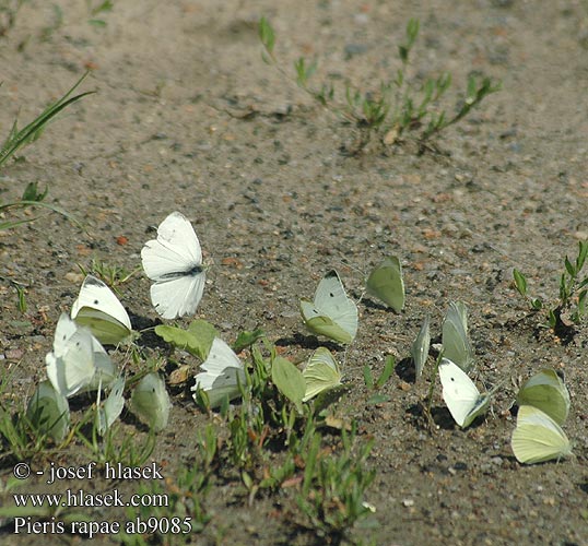 Pieris rapae Small White Petit Blanc Chou Répalepke