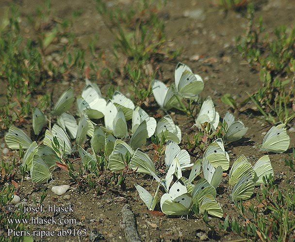 Pieris rapae Kleiner Kohlweißling Bielinek rzepnik