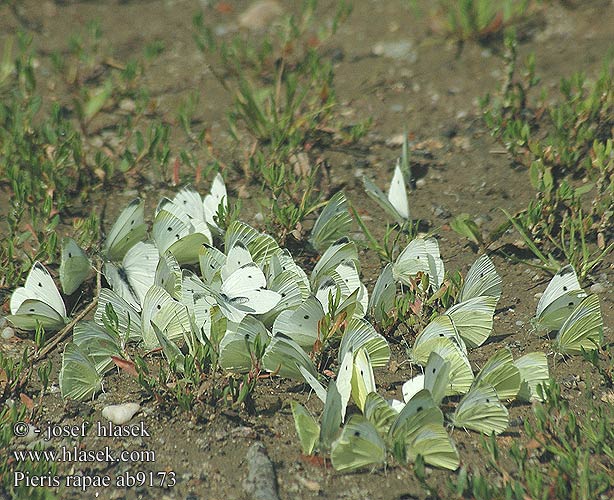 Pieris rapae Bělásek řepový Artogeia Blanquita