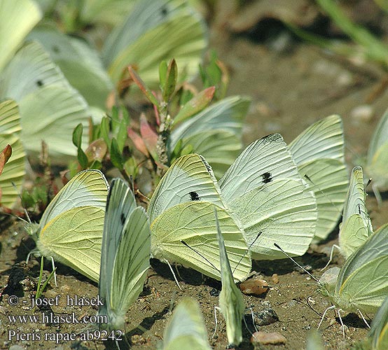 Pieris rapae Lille kĺlsommerfugl Klein koolwitje