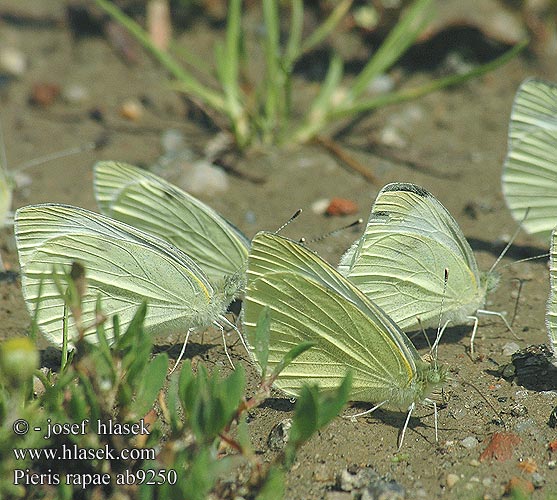 Pieris rapae 菜青虫 Cavolaia minore モンシロチョウ 배추흰나비