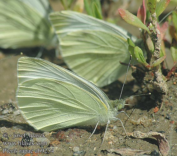 Pieris rapae Репная белянка Бабочка репница