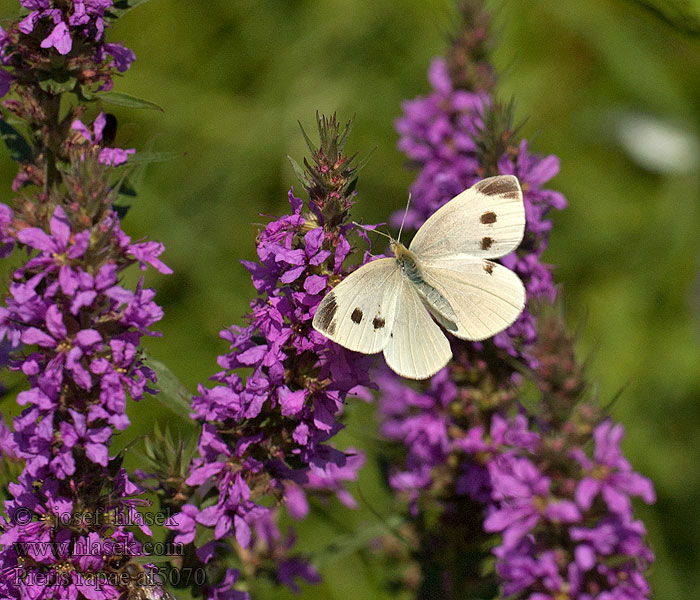 Bielinek rzepnik Pieris rapae