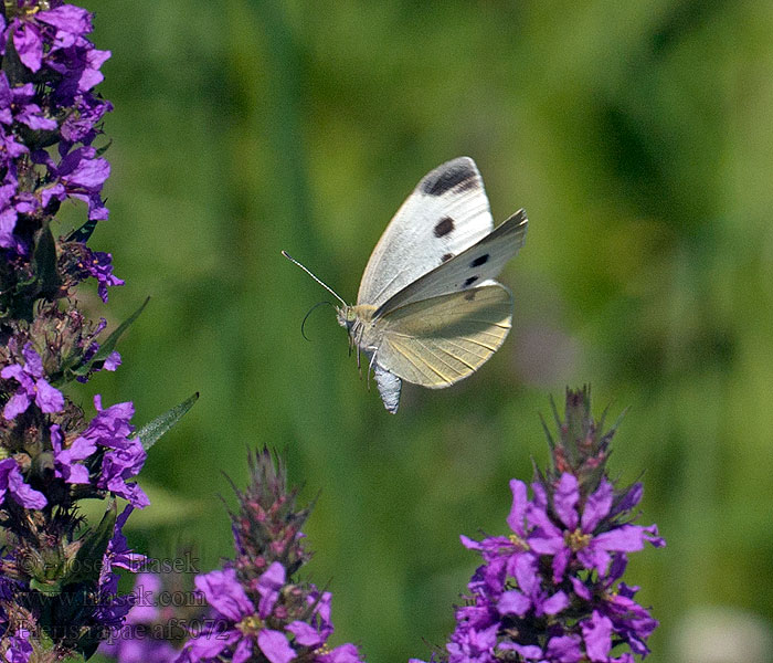 Bělásek řepový Pieris rapae