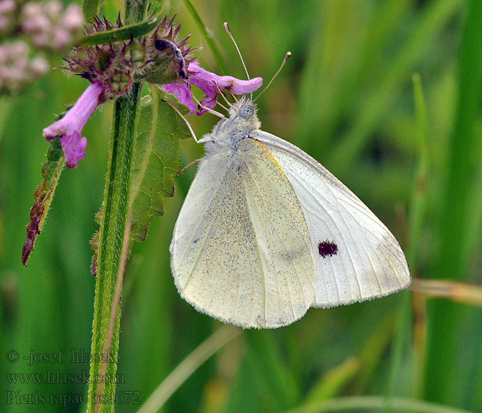 モンシロチョウ Small White  菜青虫 Pieris rapae