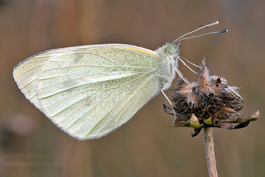 Petit Blanc Chou Répalepke Pieris rapae