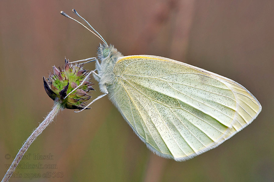 Kleiner Kohlweißling Bielinek rzepnik Pieris rapae