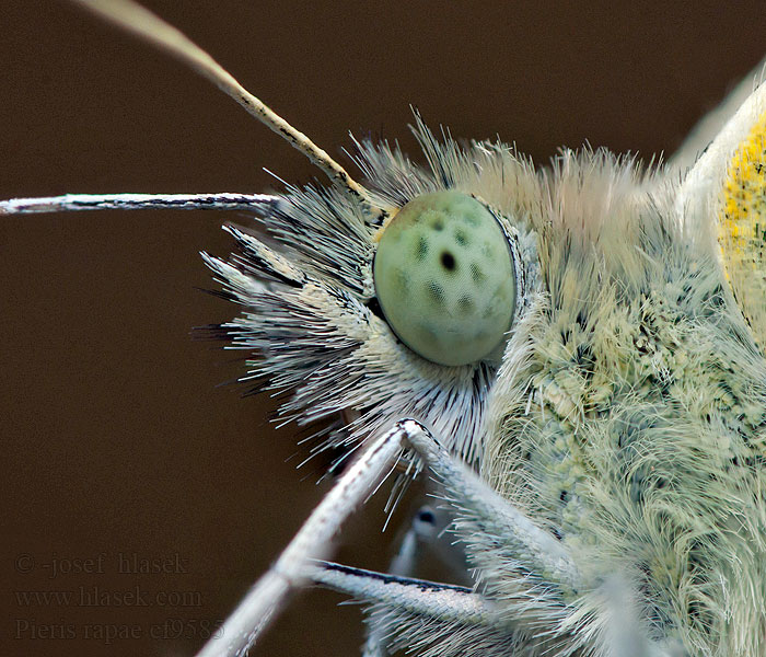 Mlynárik repový Bělásek řepový Pieris rapae