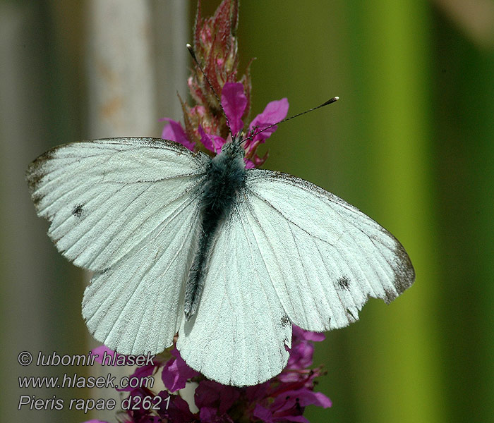 Pieris rapae