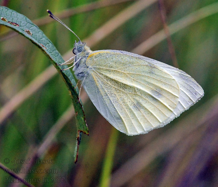 Blanquita Col Rovefjäril Репная белянка Pieris rapae