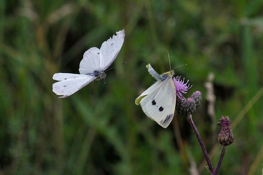 Pieris rapae