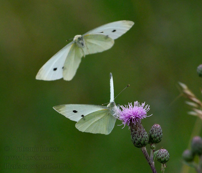 Pieris rapae