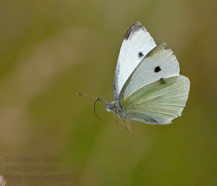 Pieris rapae