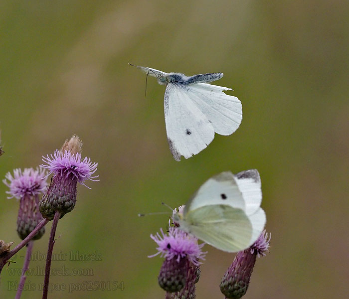 Pieris rapae